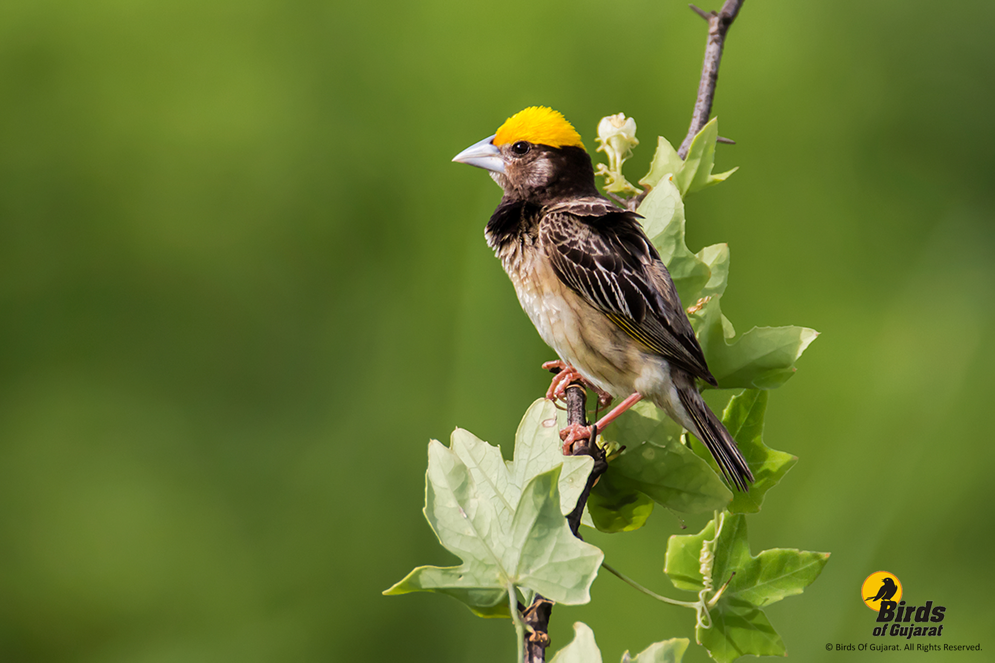Black-breasted Weaver