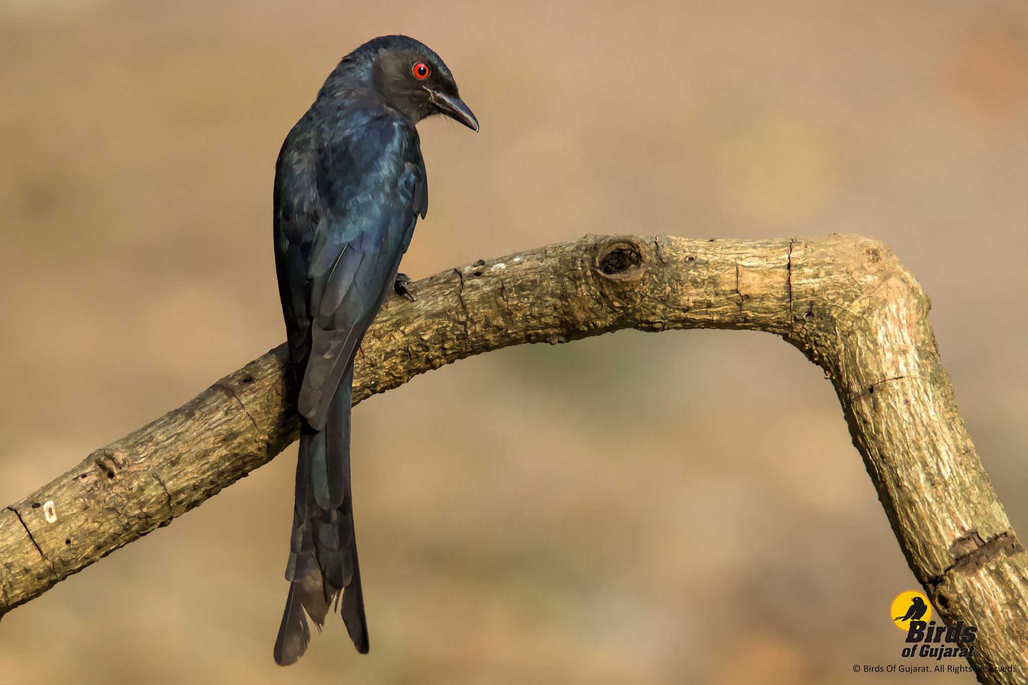 Ashy Drongo