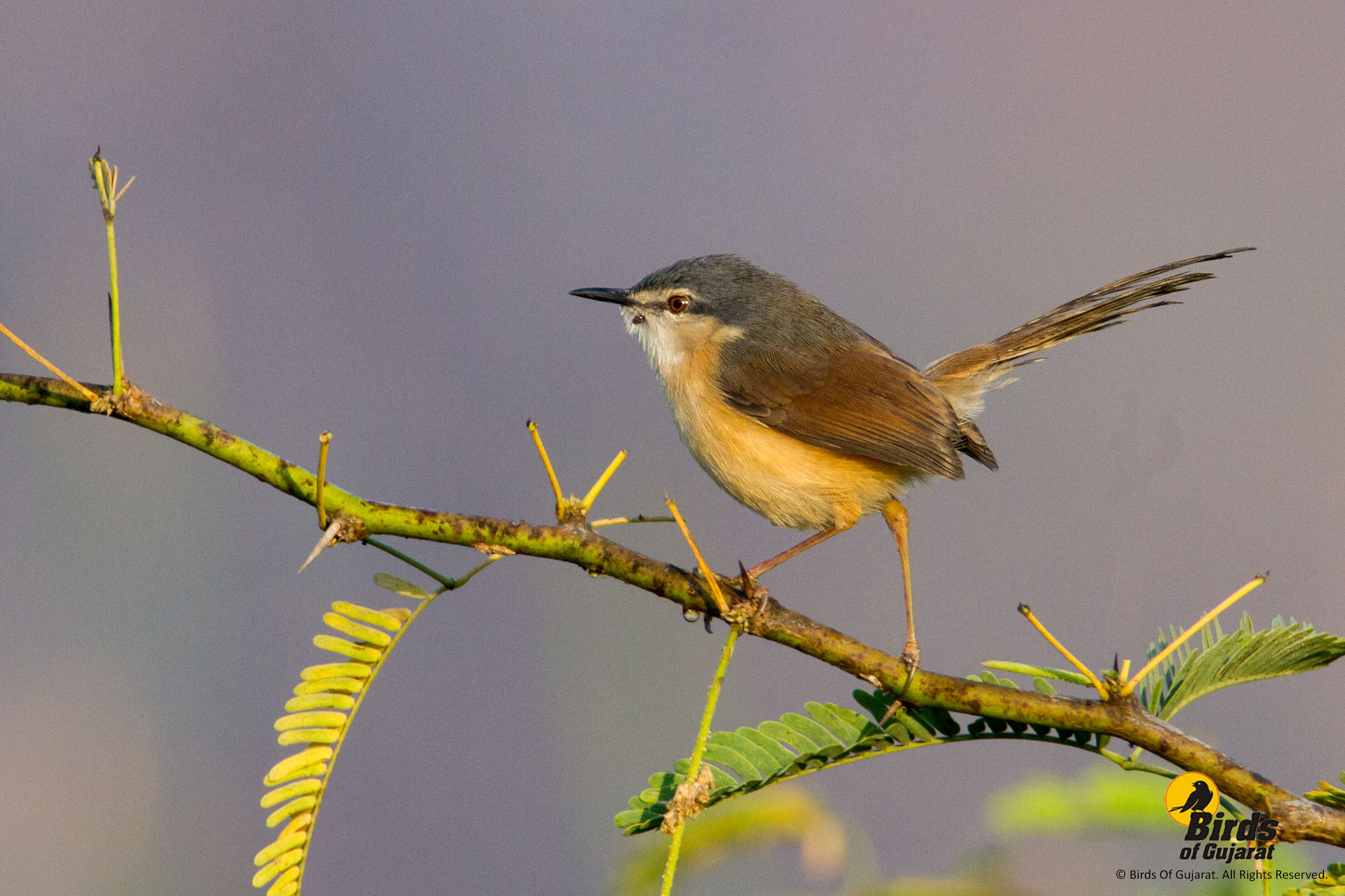 Ashy Prinia