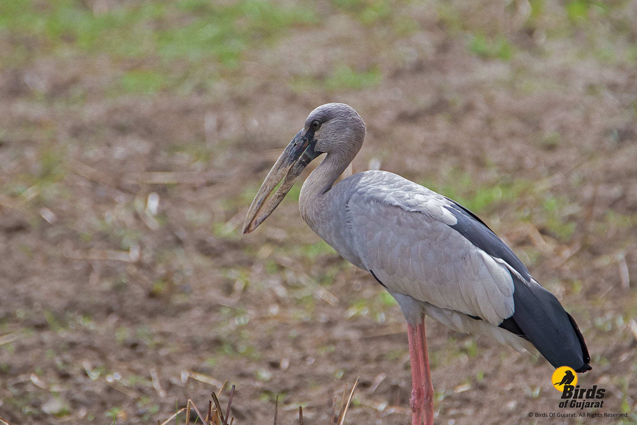 Asian Openbill