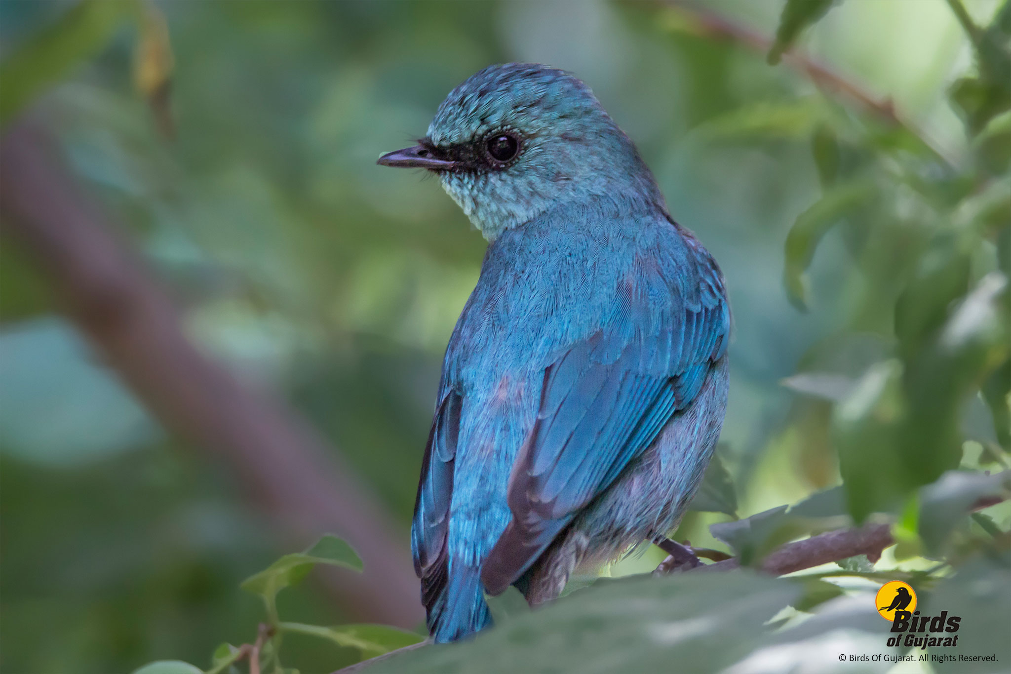 Asian Verditer Flycatcher