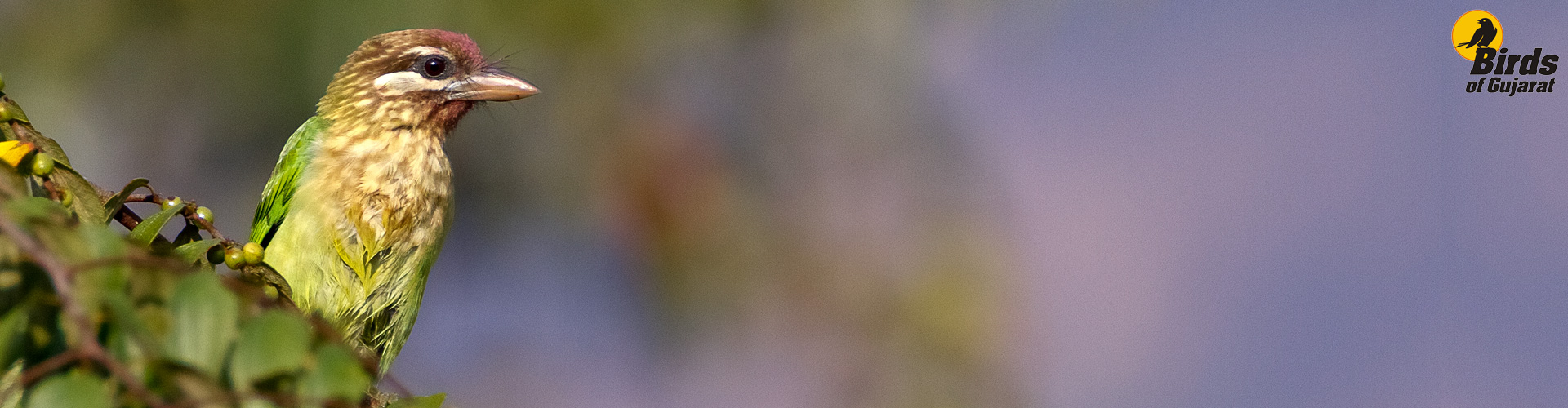 Read About Birding Tips for Beginners Birds of Gujarat