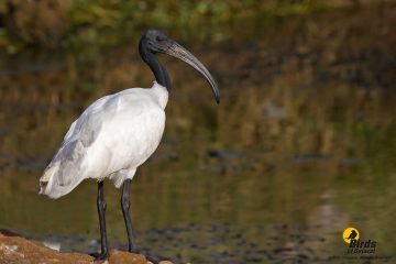 Black-headed Ibis