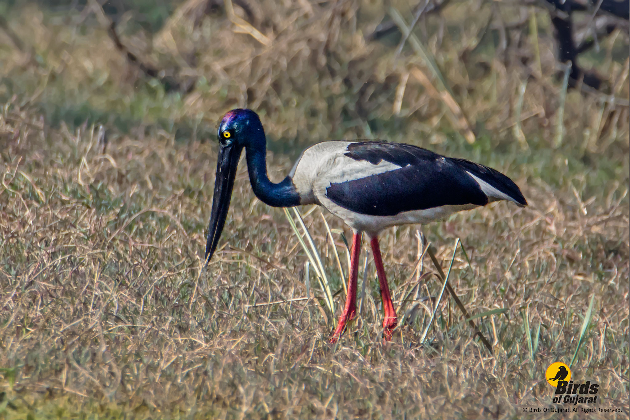Black-necked Stork