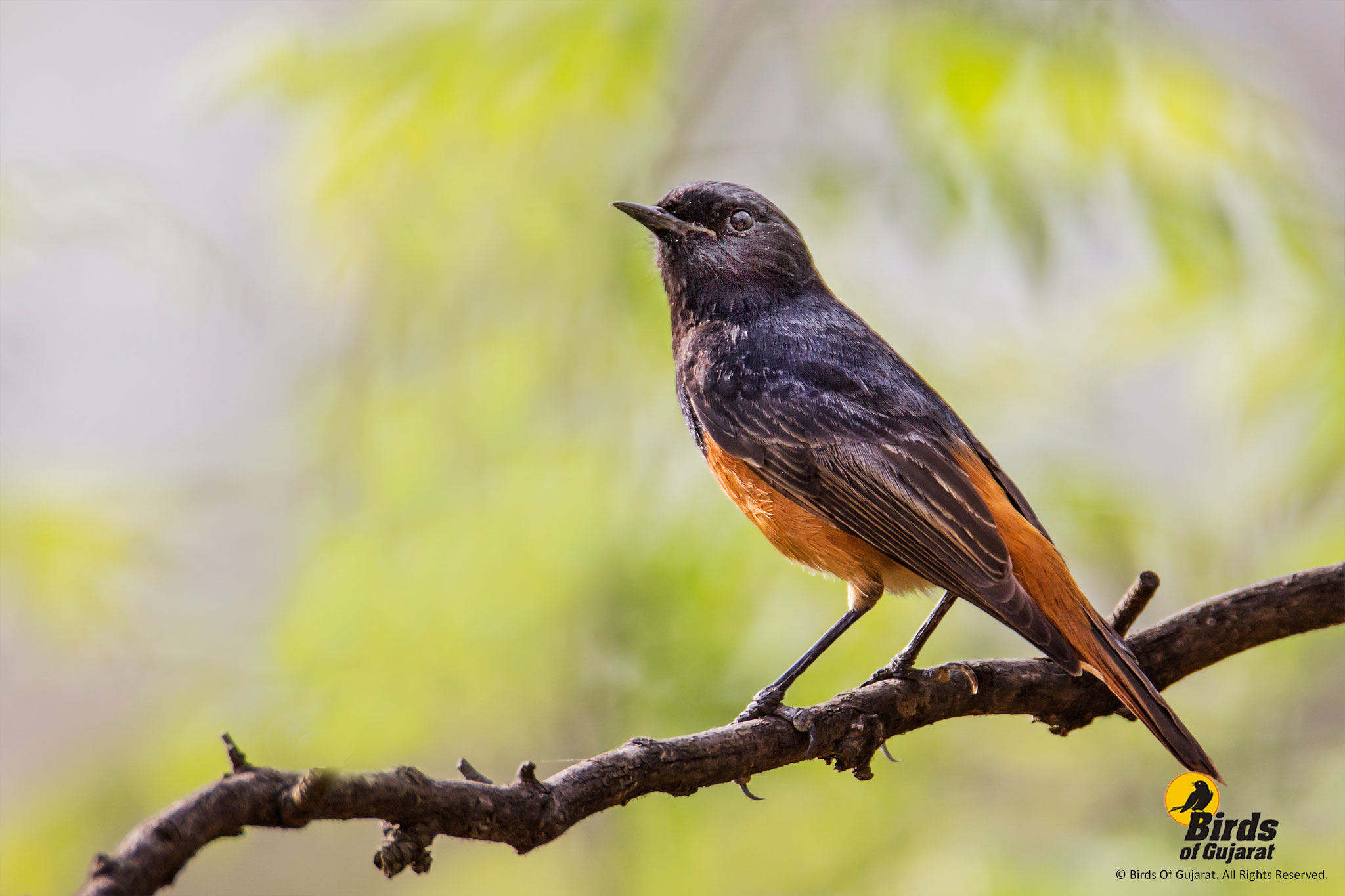 Black Redstart