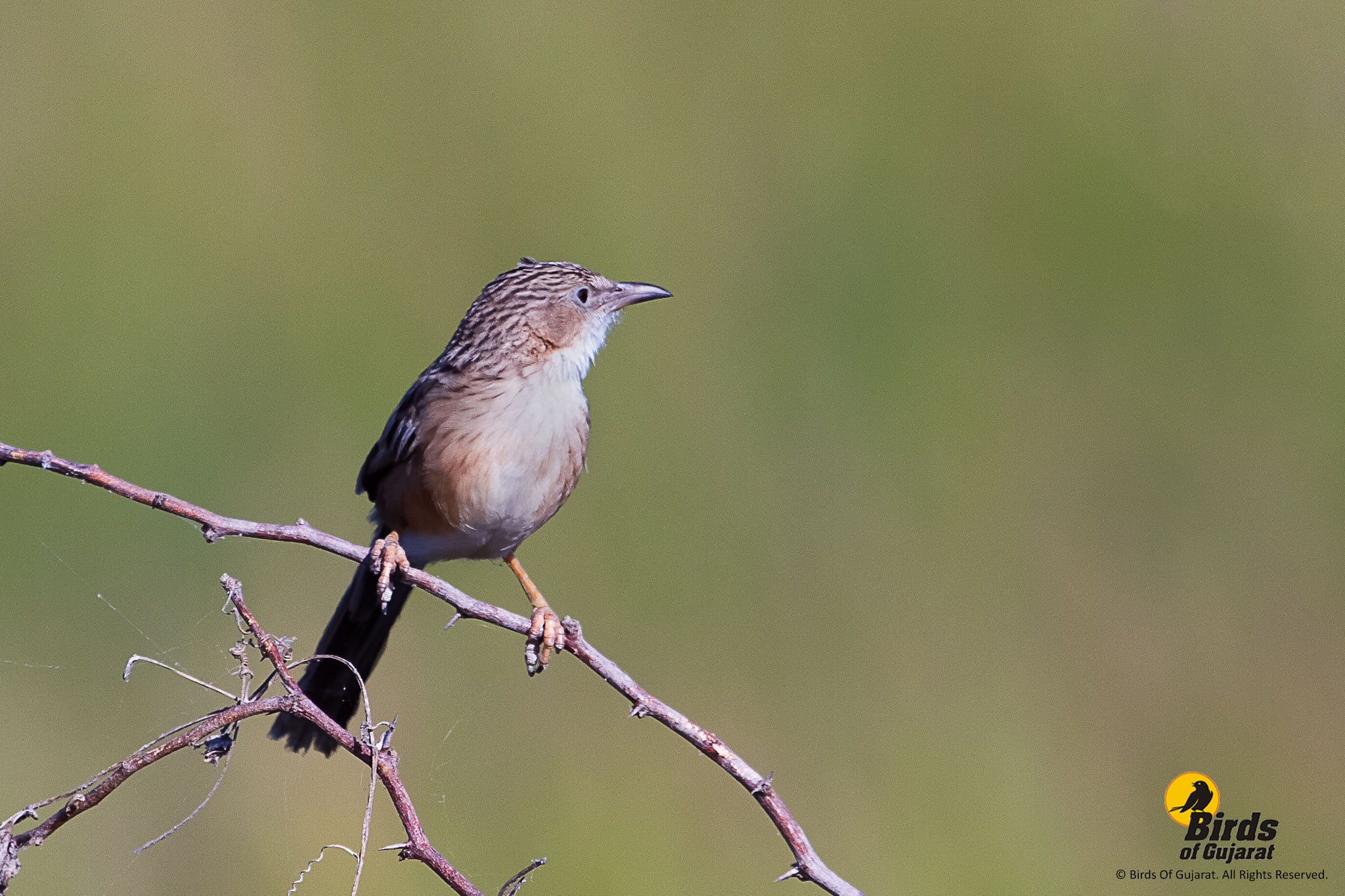 Common Babbler