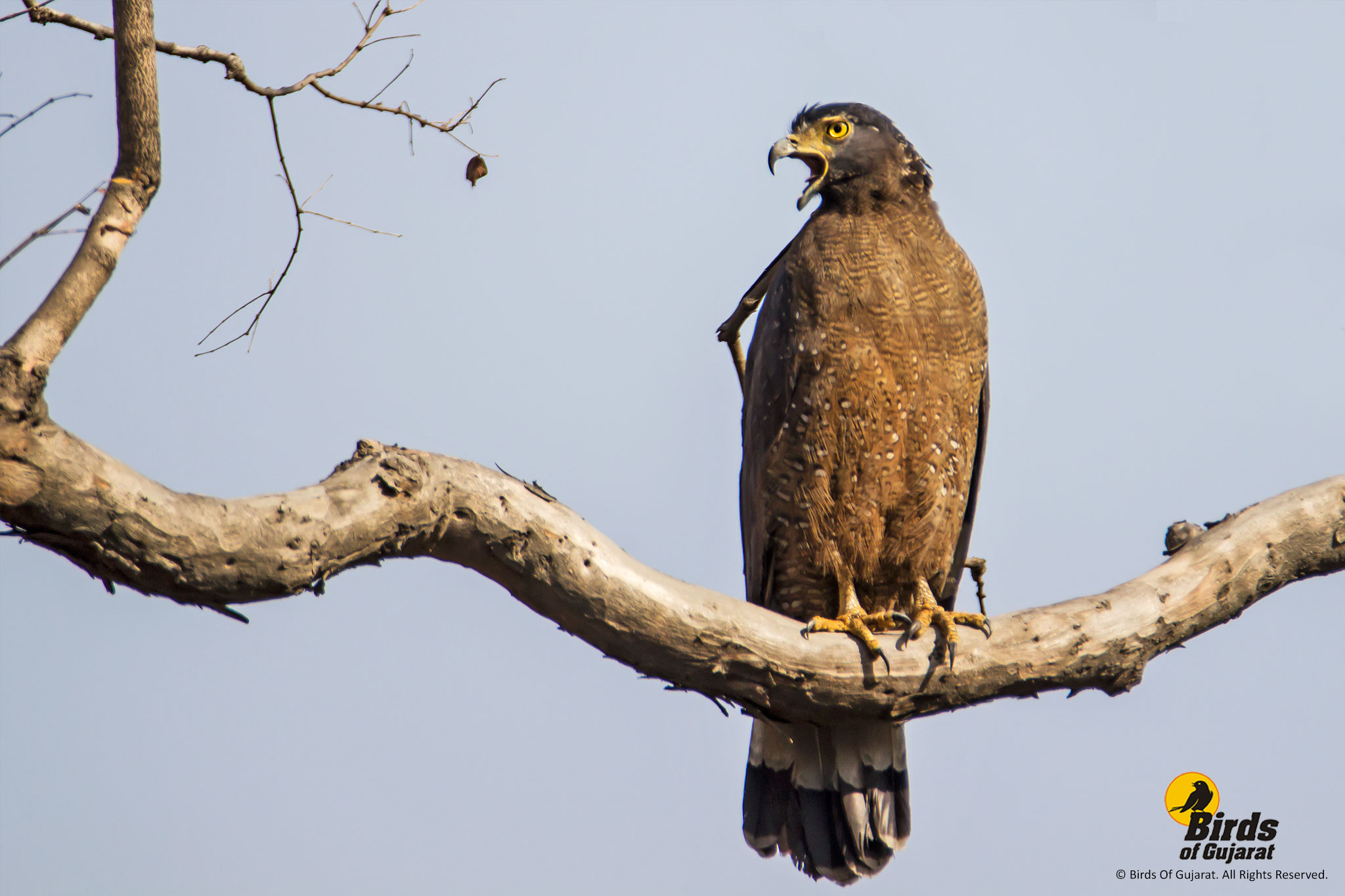 Crested Serpent Eagle