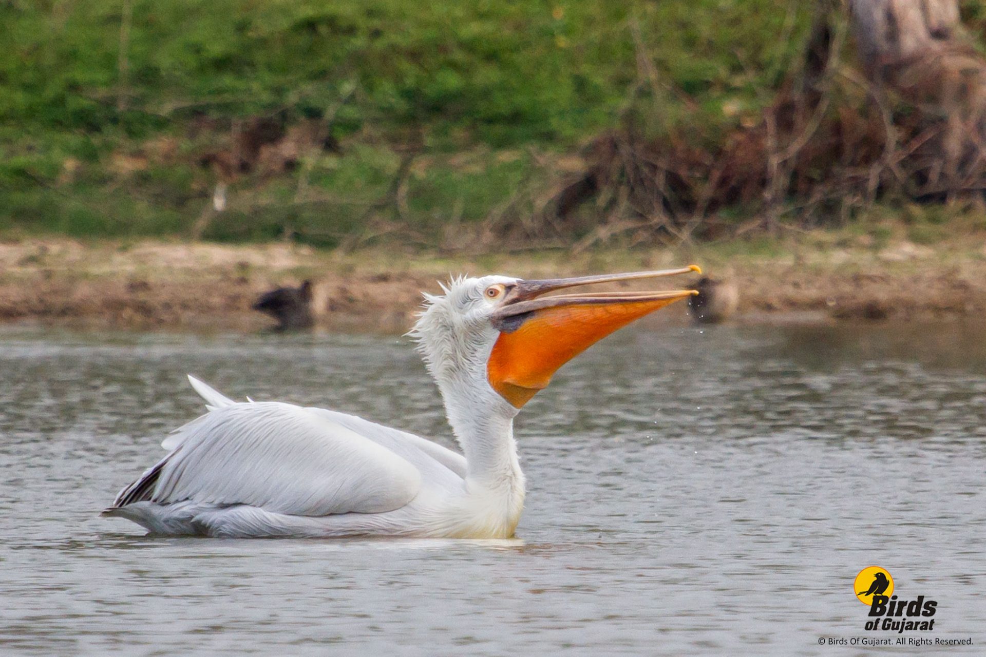 WHERE ARE DALMATIAN PELICANS FOUND intelligence overview