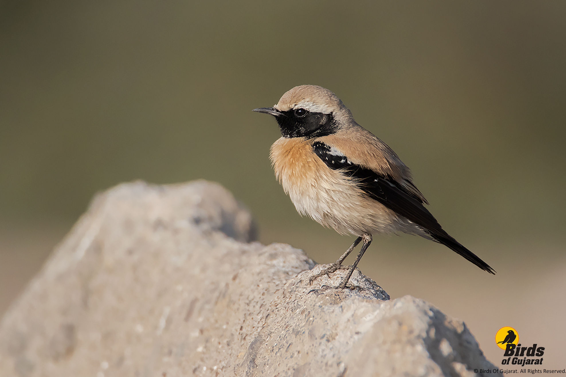 Desert Wheatear