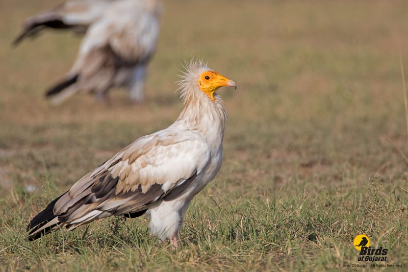 Browse the Gujarat Birds Gallery Birds of Gujarat