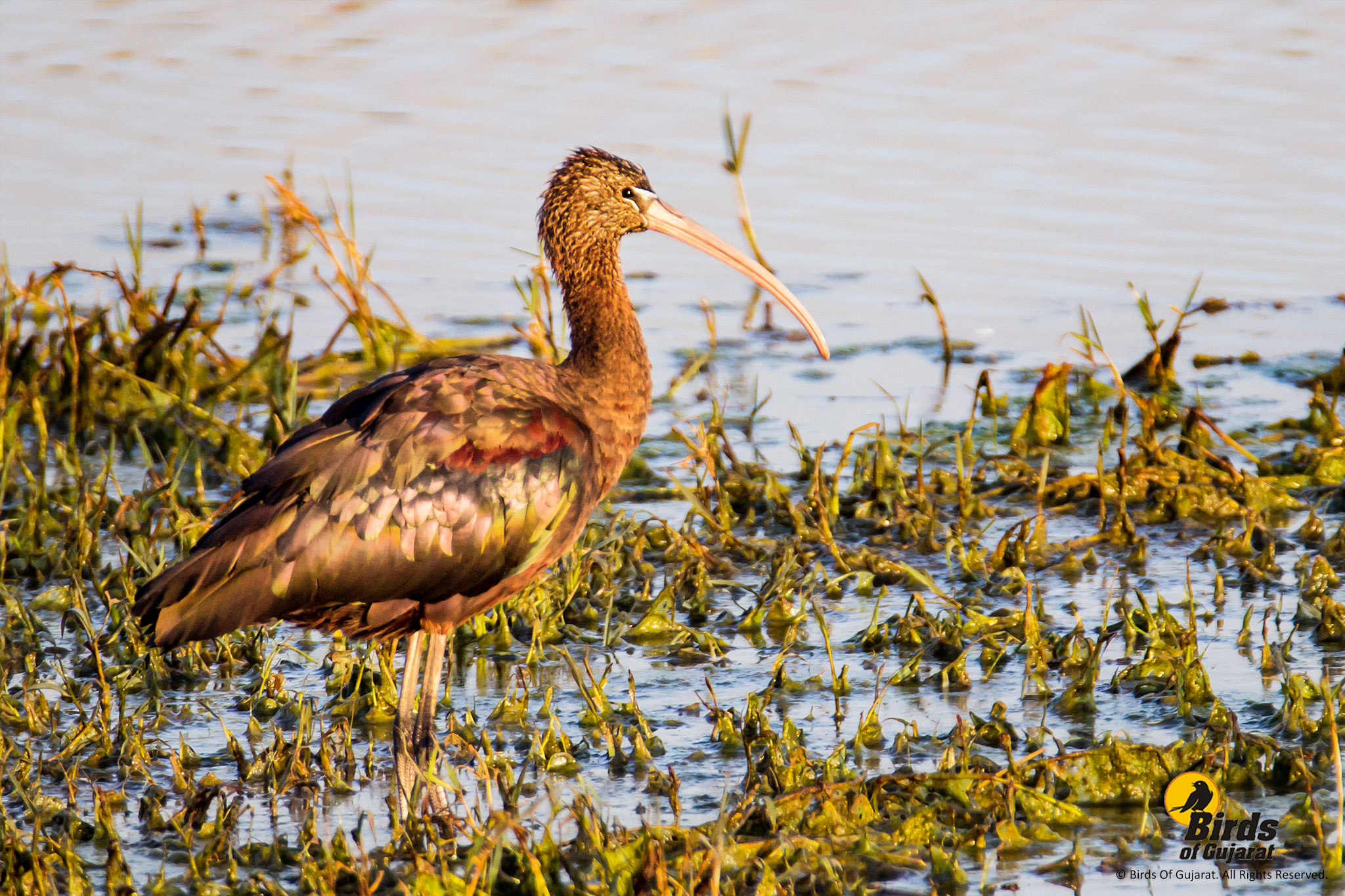 Glossy Ibis