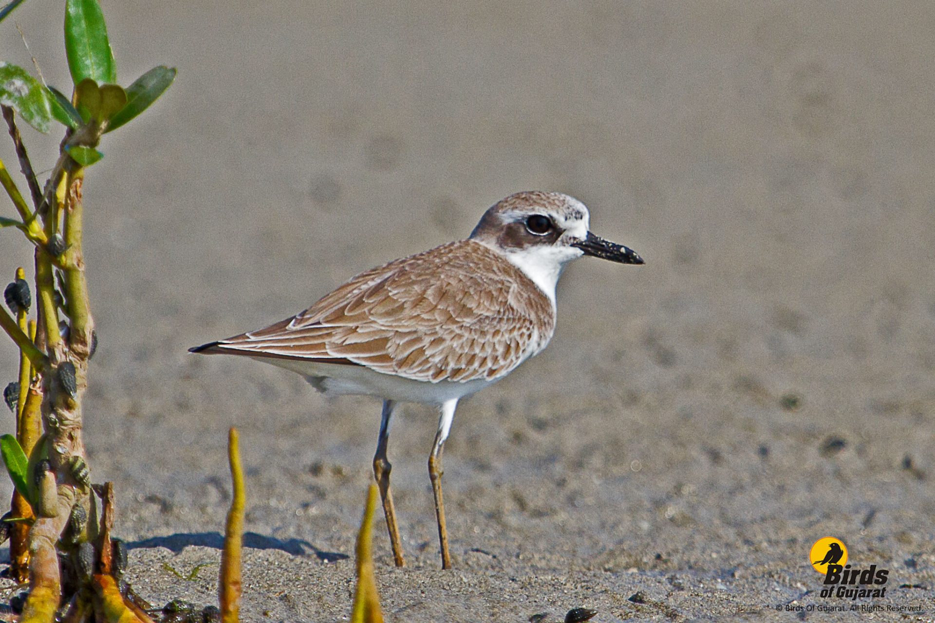 Greater Sand Plover (Charadrius Leschenaultia) Birds of Gujarat