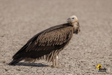 Himalayan Griffon