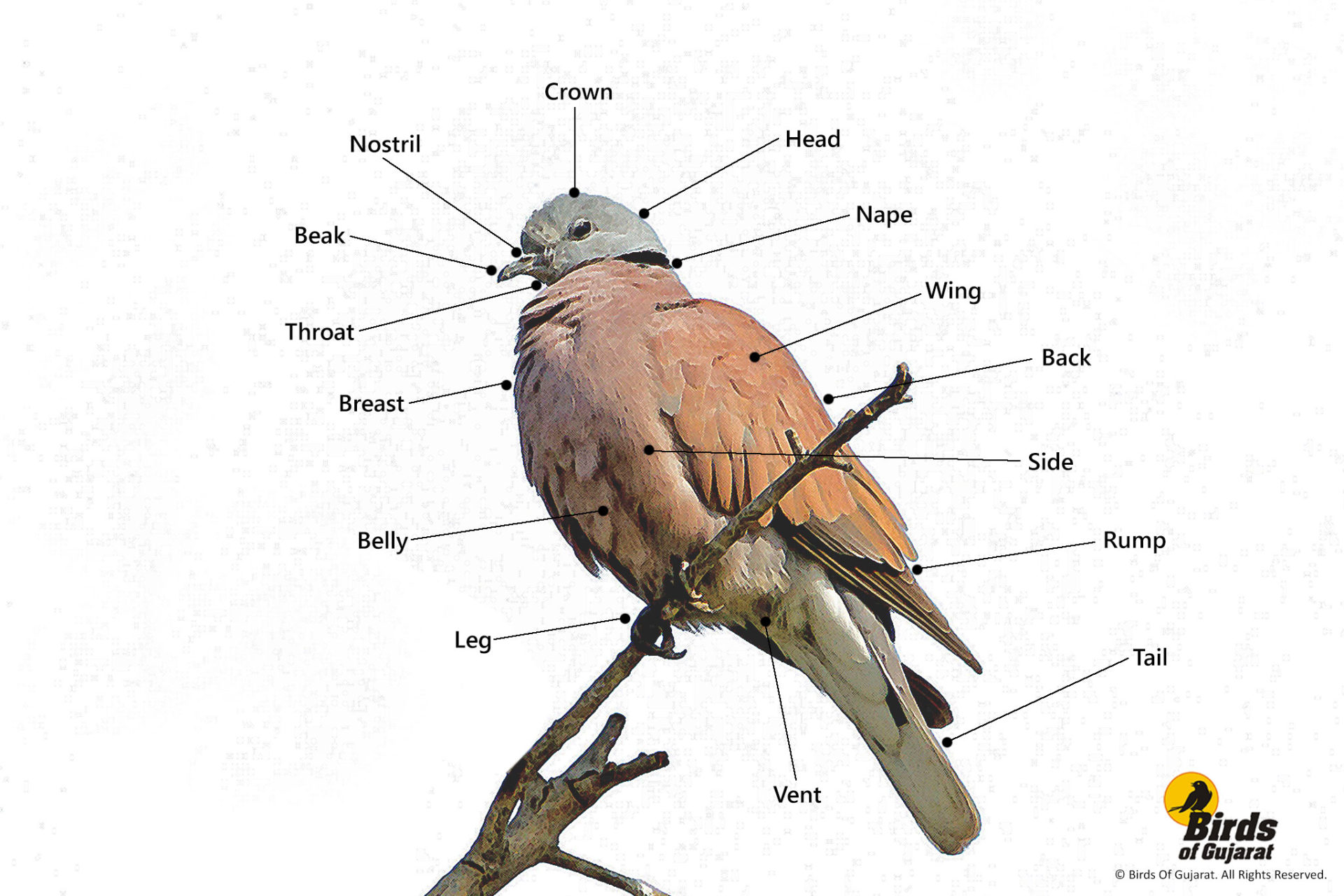 Identify