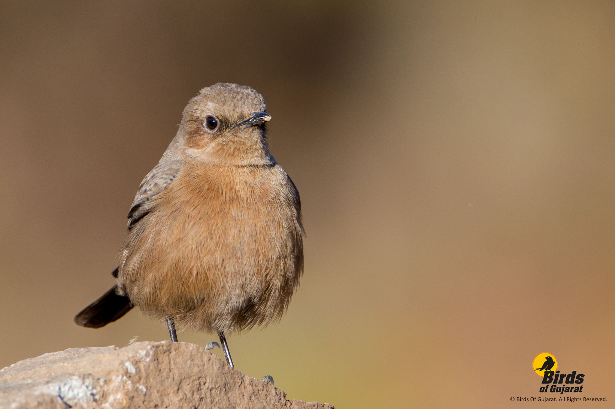 indian chat or brown rock chat cercomela fusca birds of gujarat