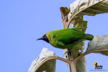 Jerdons Leafbird