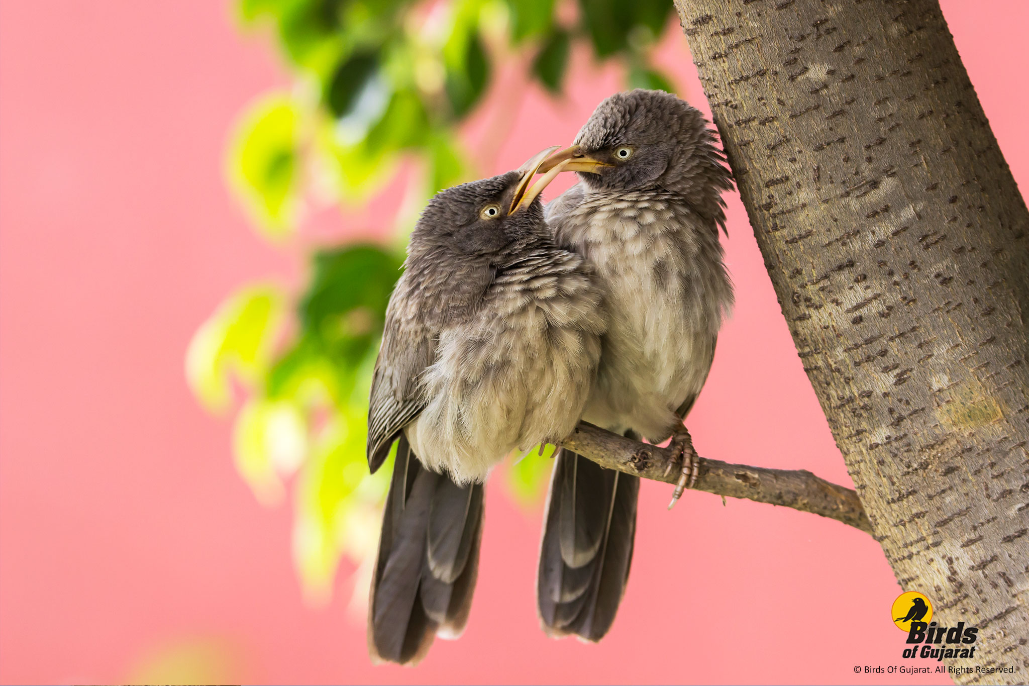 Jungle Babbler