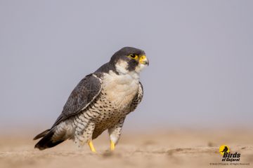 Peregrine Falcon