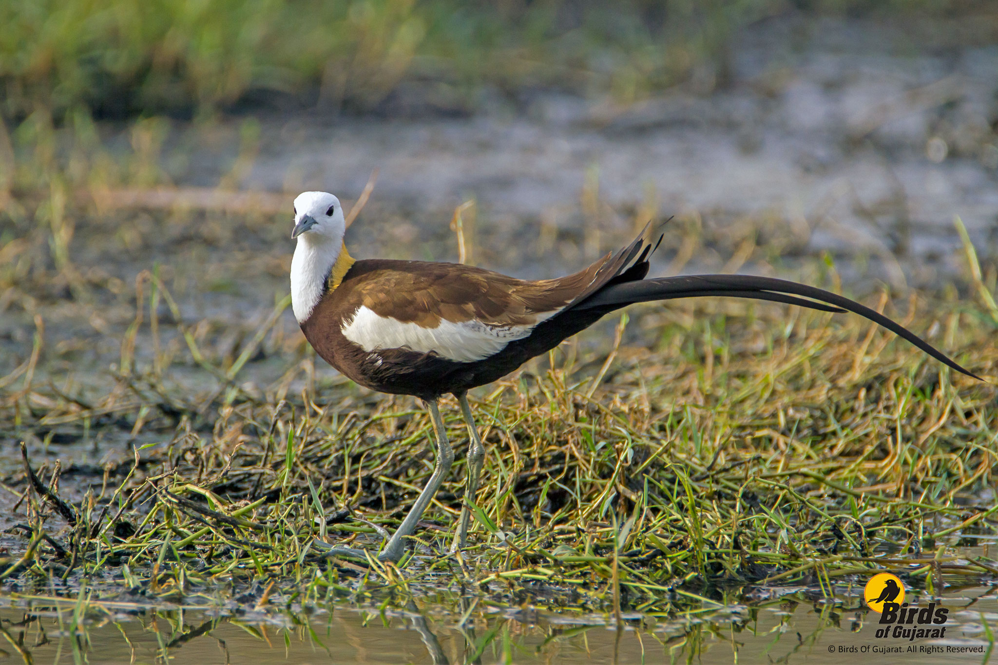 Pheasant-tailed Jacana