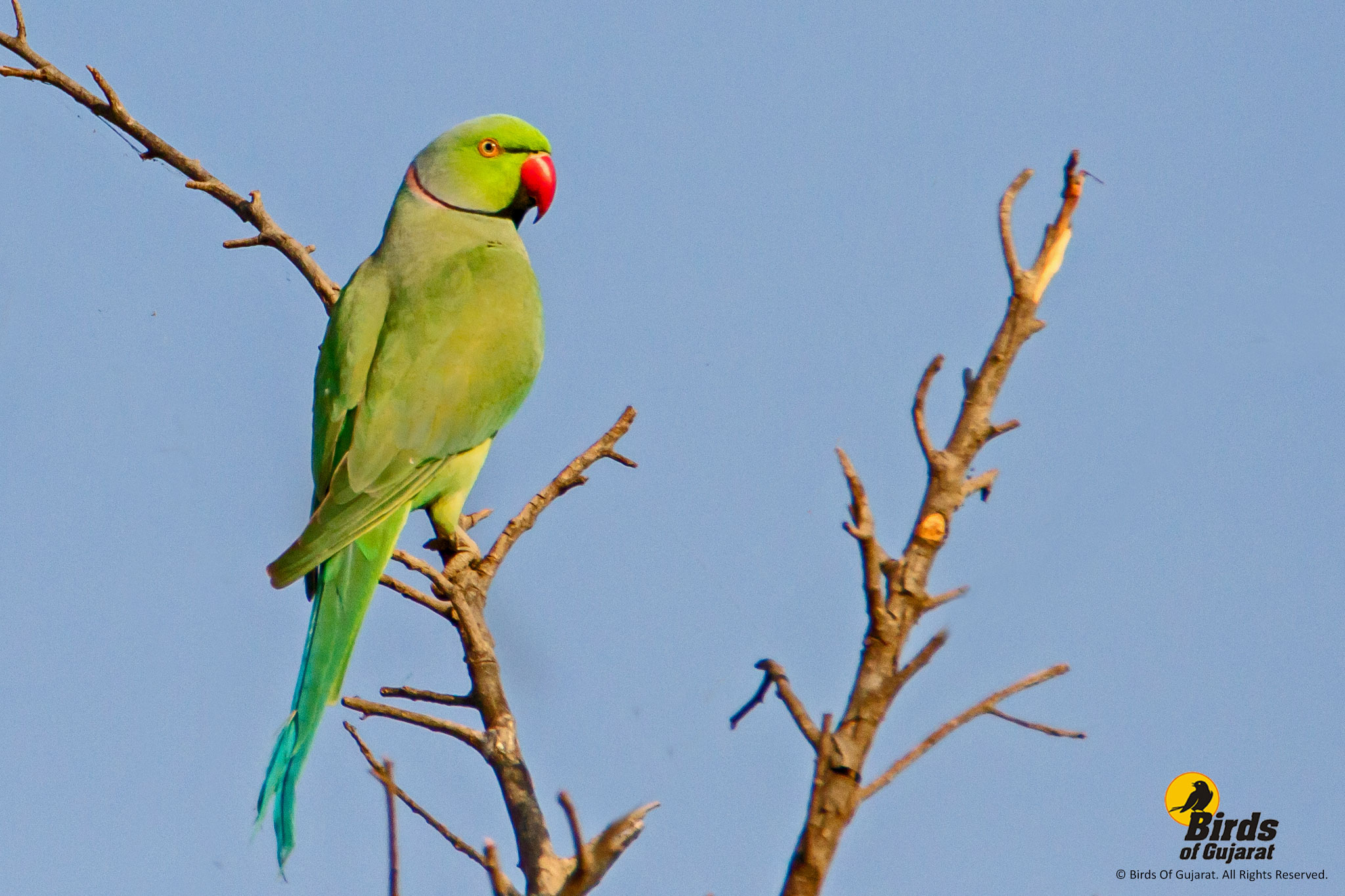 rose-ringed parakeet , African subspecies (Psittacula krameri parvirostris  Stock Photo - Alamy