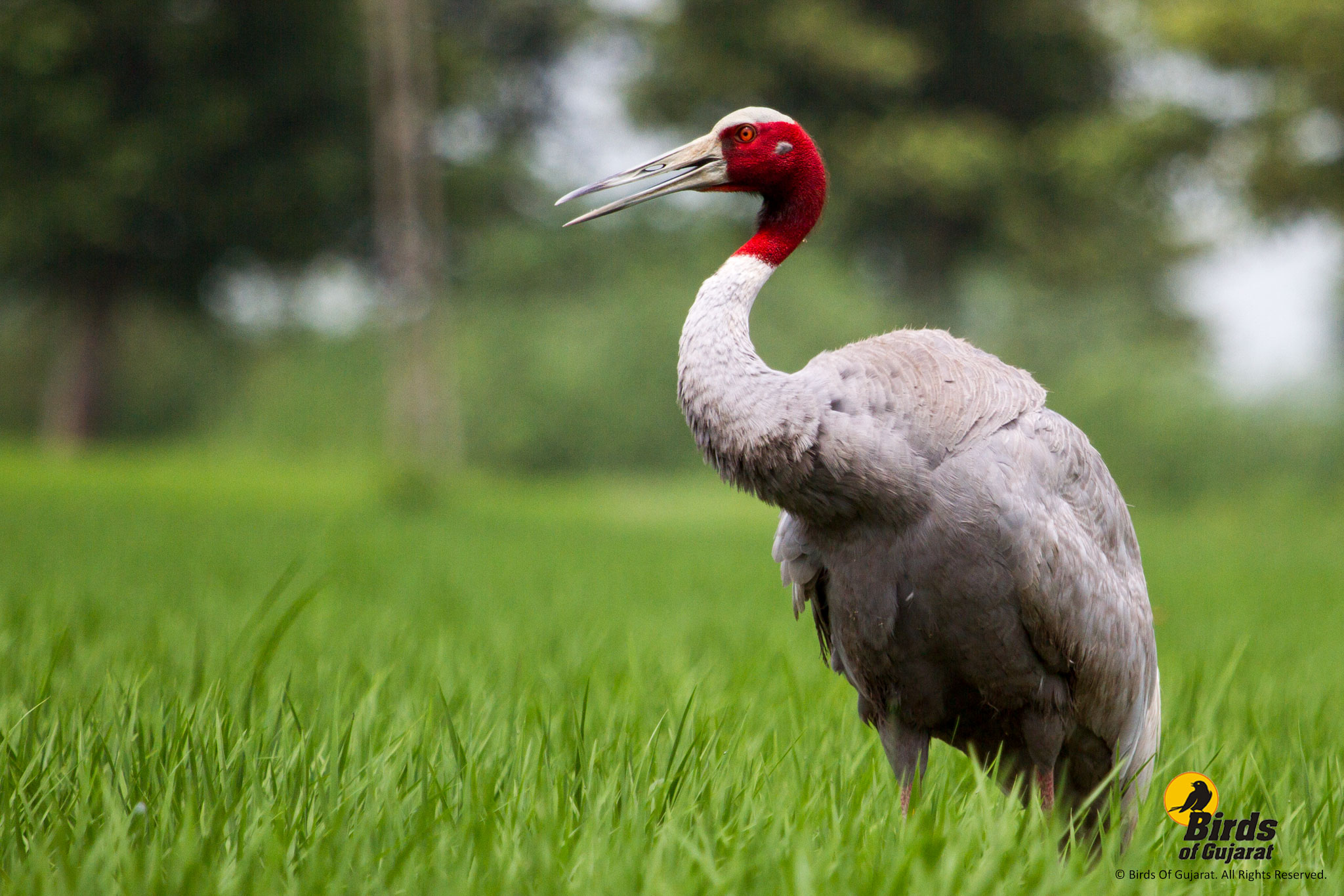 Sarus Crane