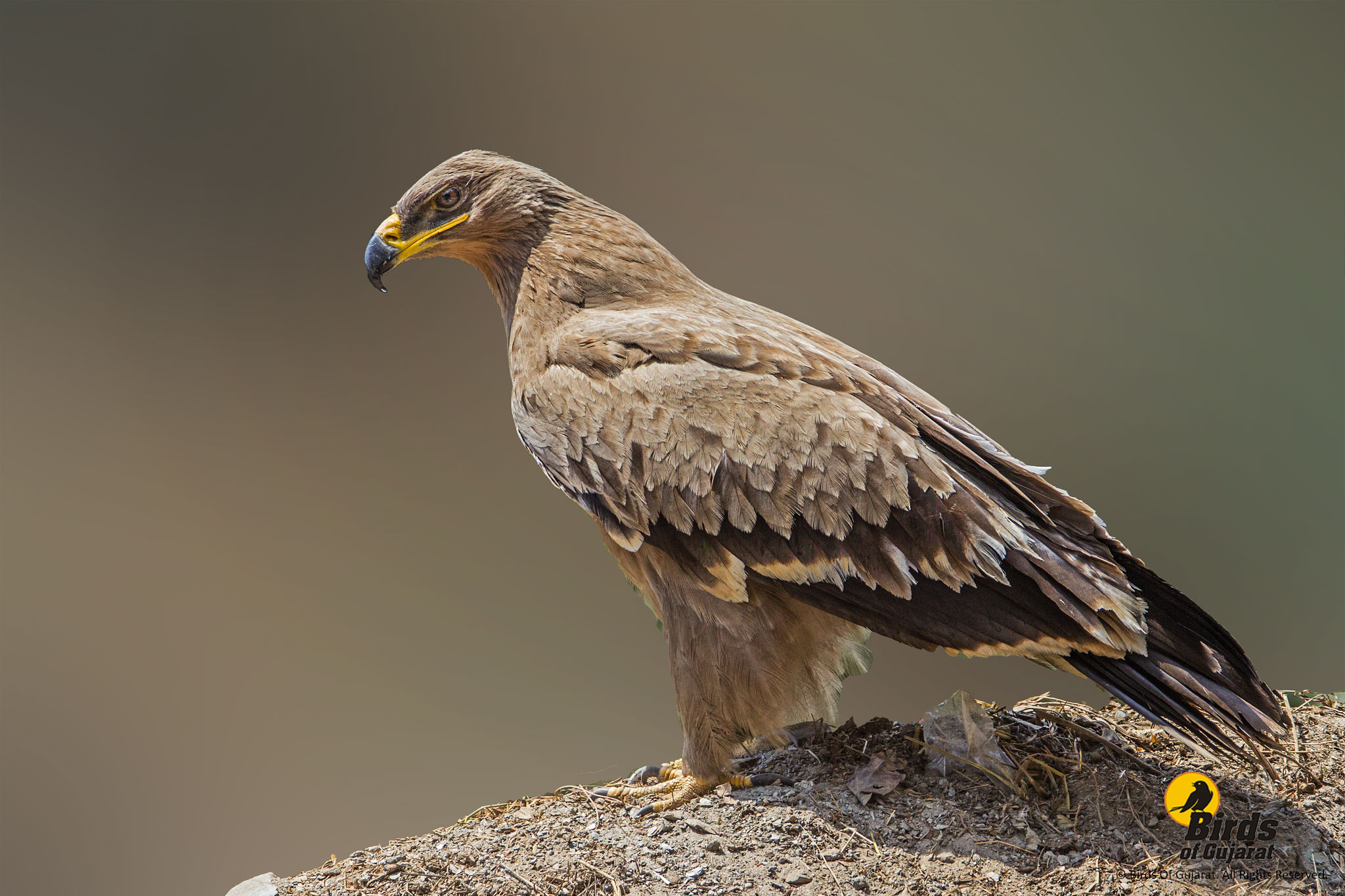 Steppe Eagle