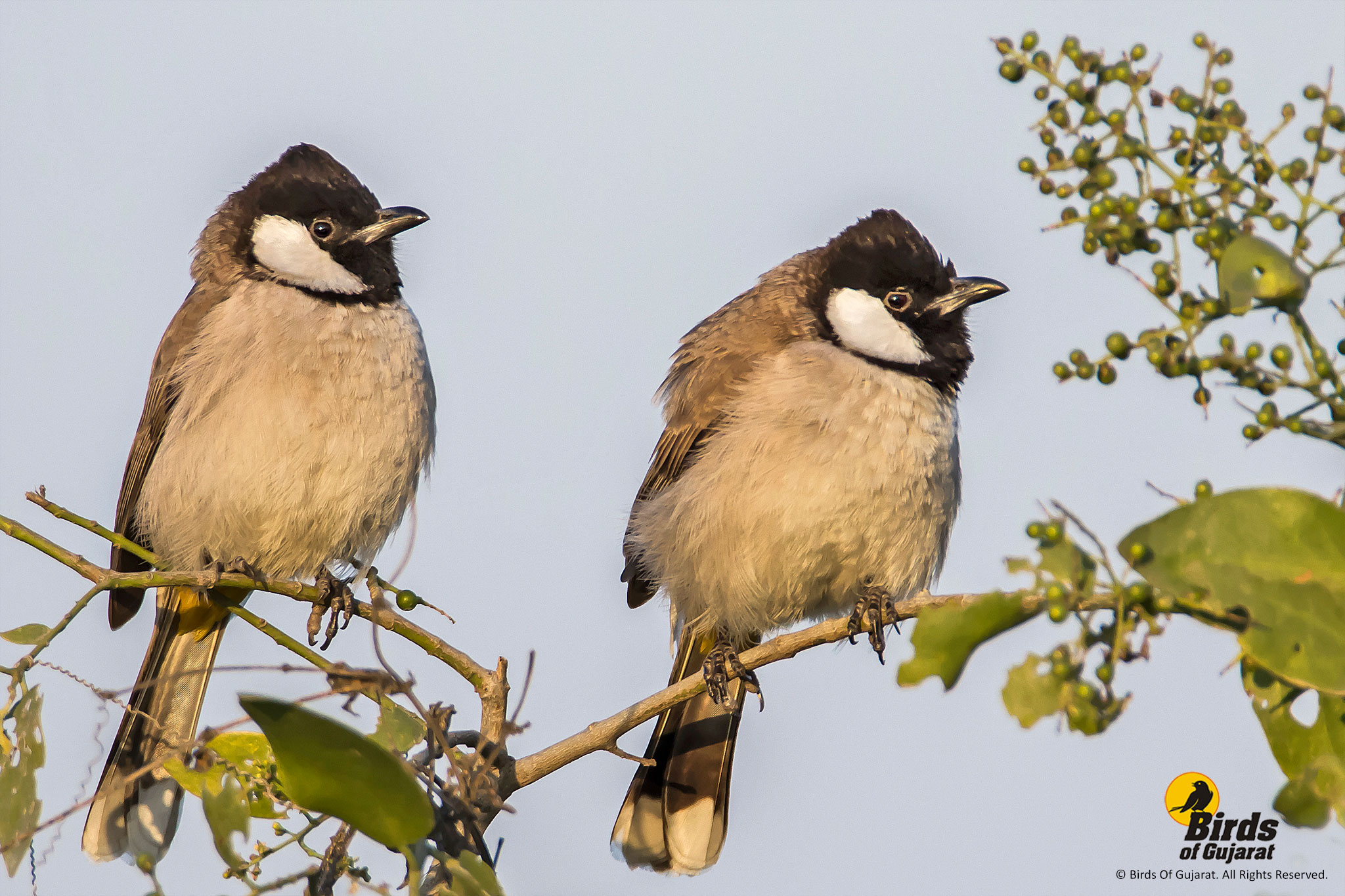 White-eared Bulbul