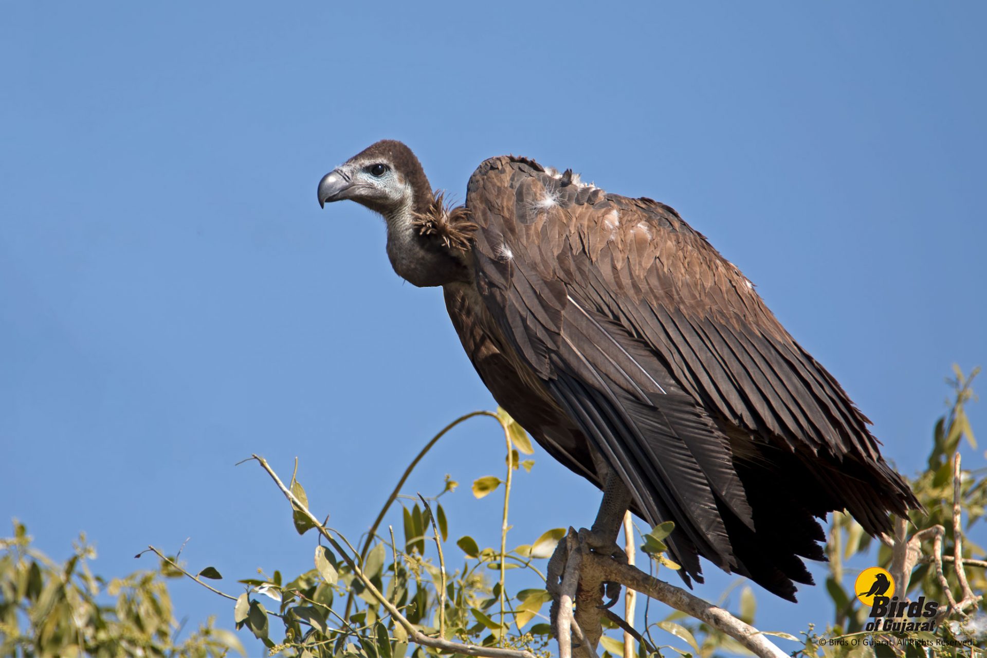 Whiterumped Vulture (Gyps bengalensis) Birds of Gujarat