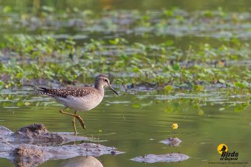 Wood Sandpiper