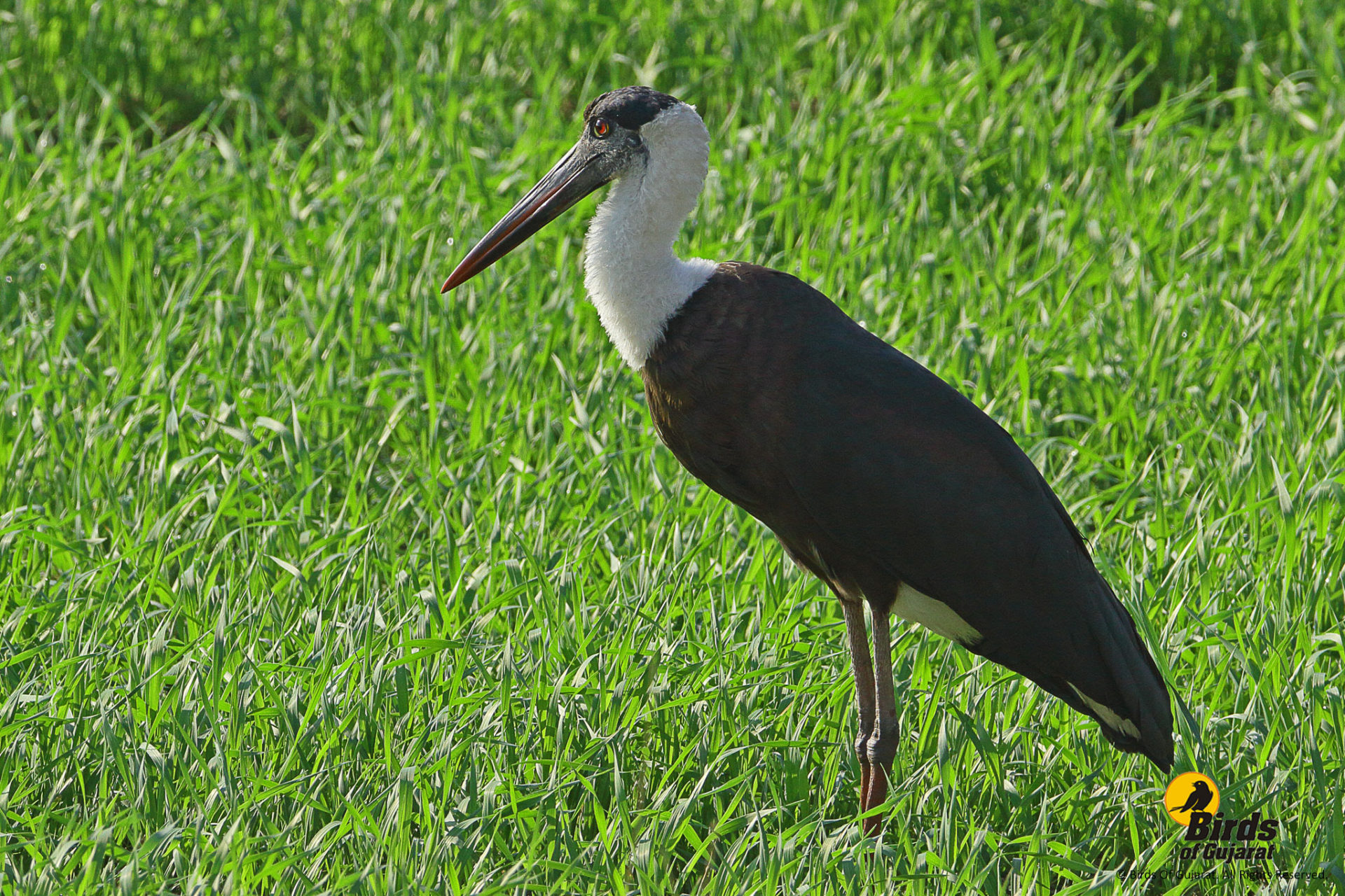 Woolly necked Stork Ciconia Episcopus Birds Of Gujarat