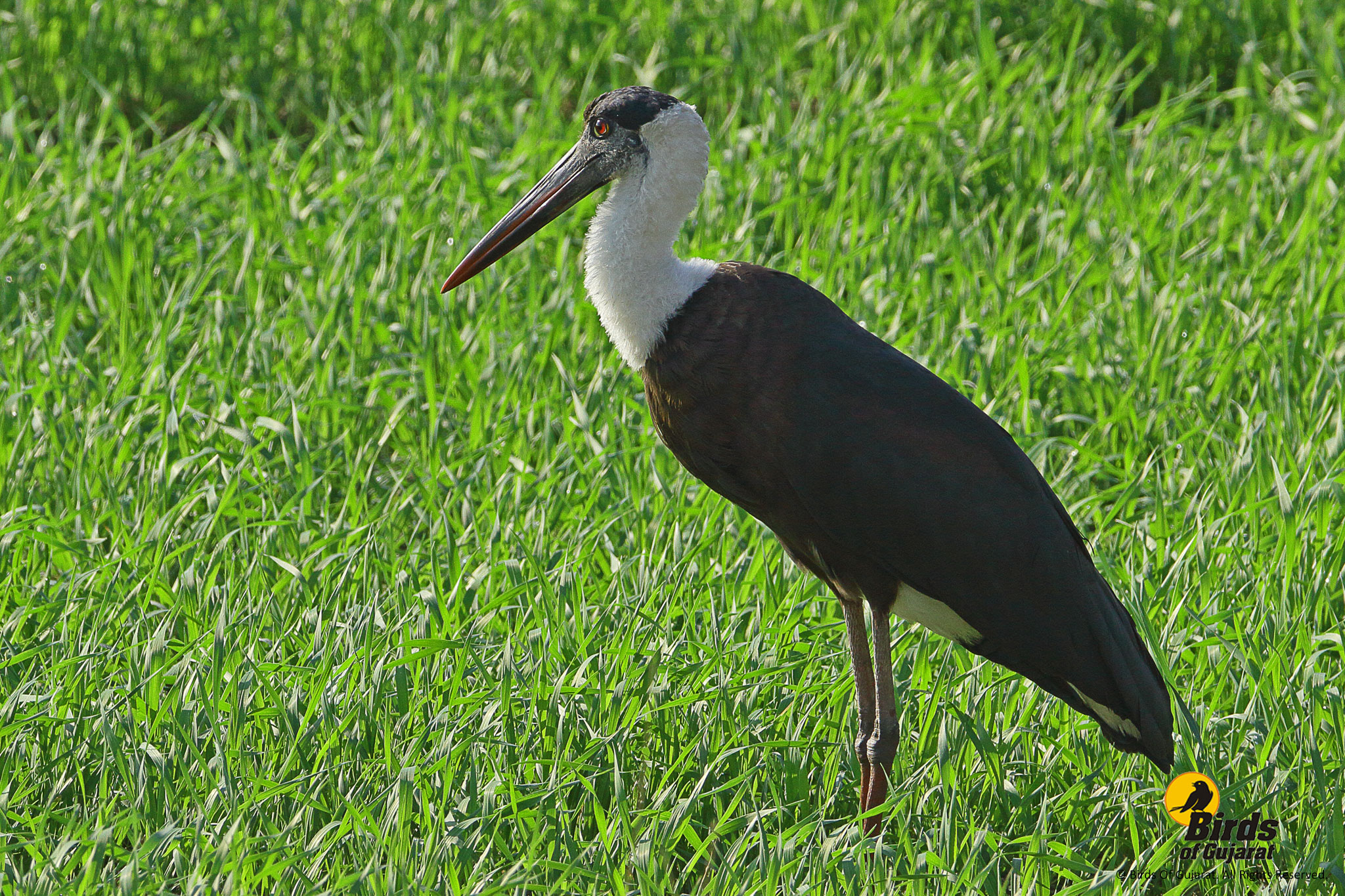Woolly-necked Stork