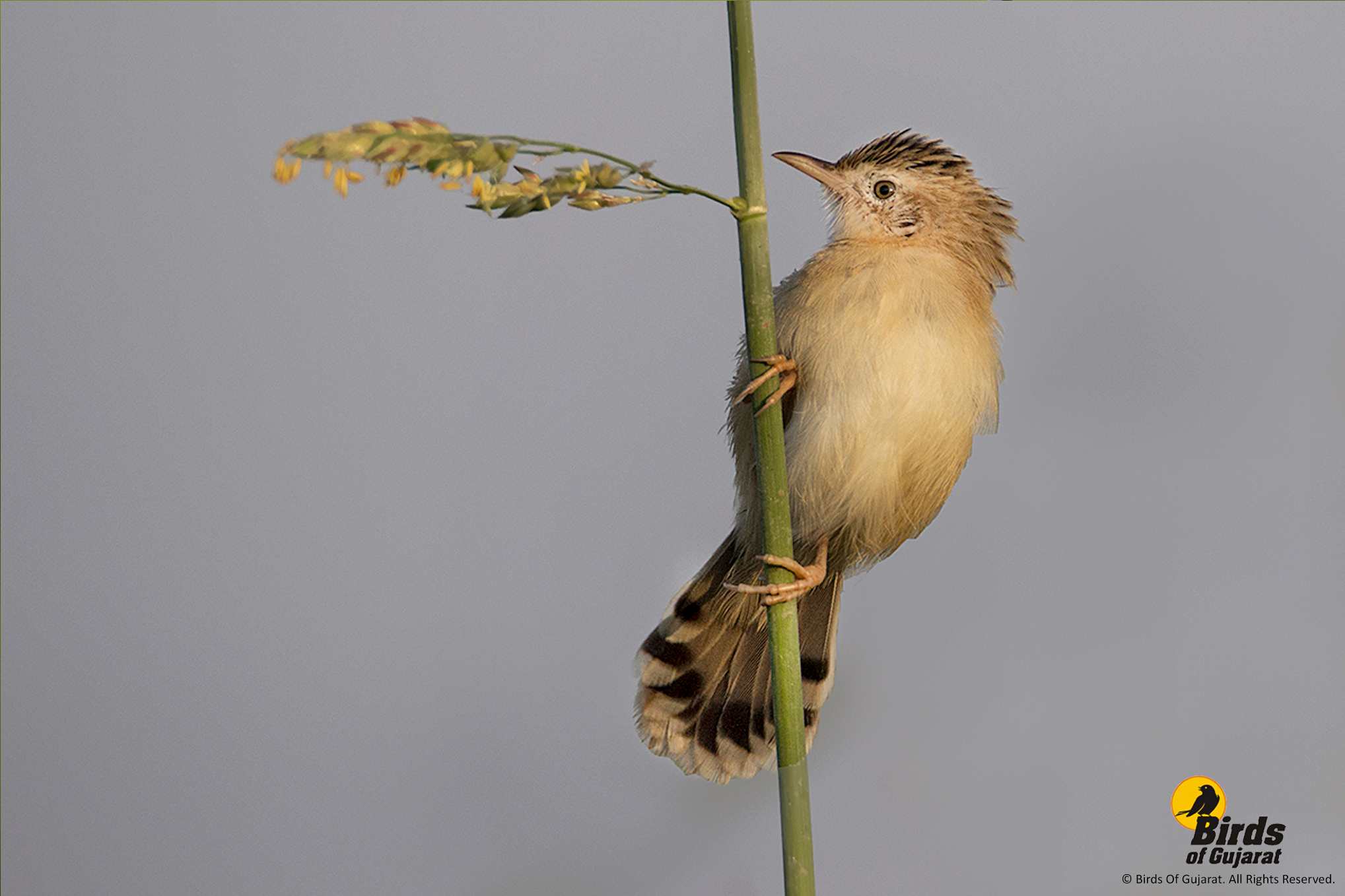 Zitting Cisticola