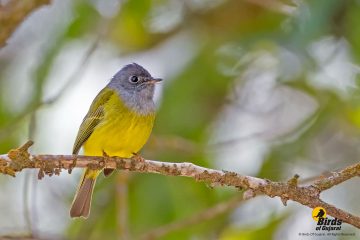 Grey-headed Canary-Flycatcher