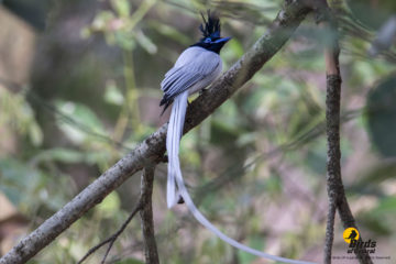 Indian Paradise Flycatcher