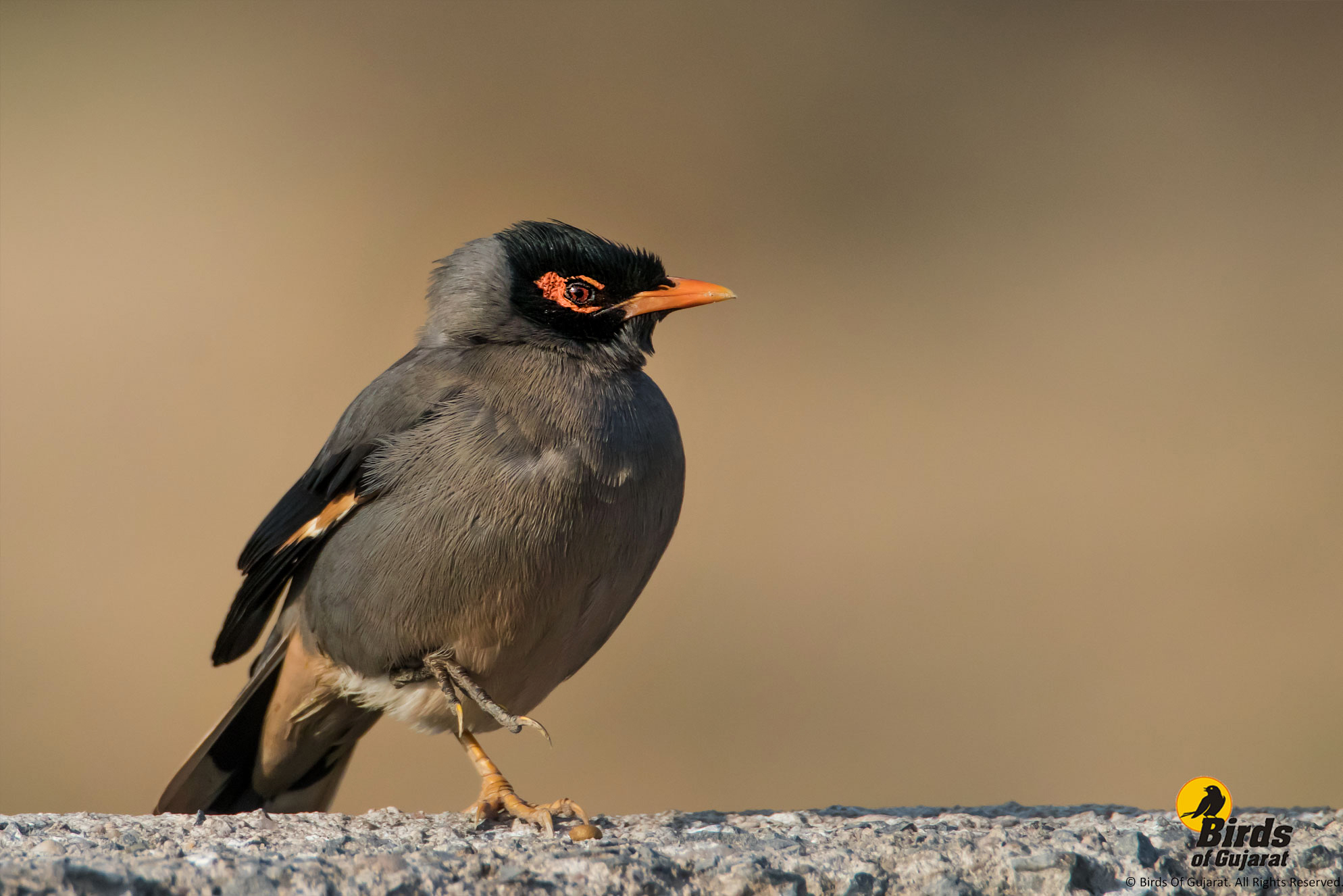 Bank Myna