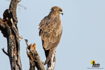 Black Kite