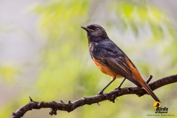 Black Redstart