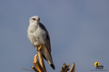 Black-shouldered Kite