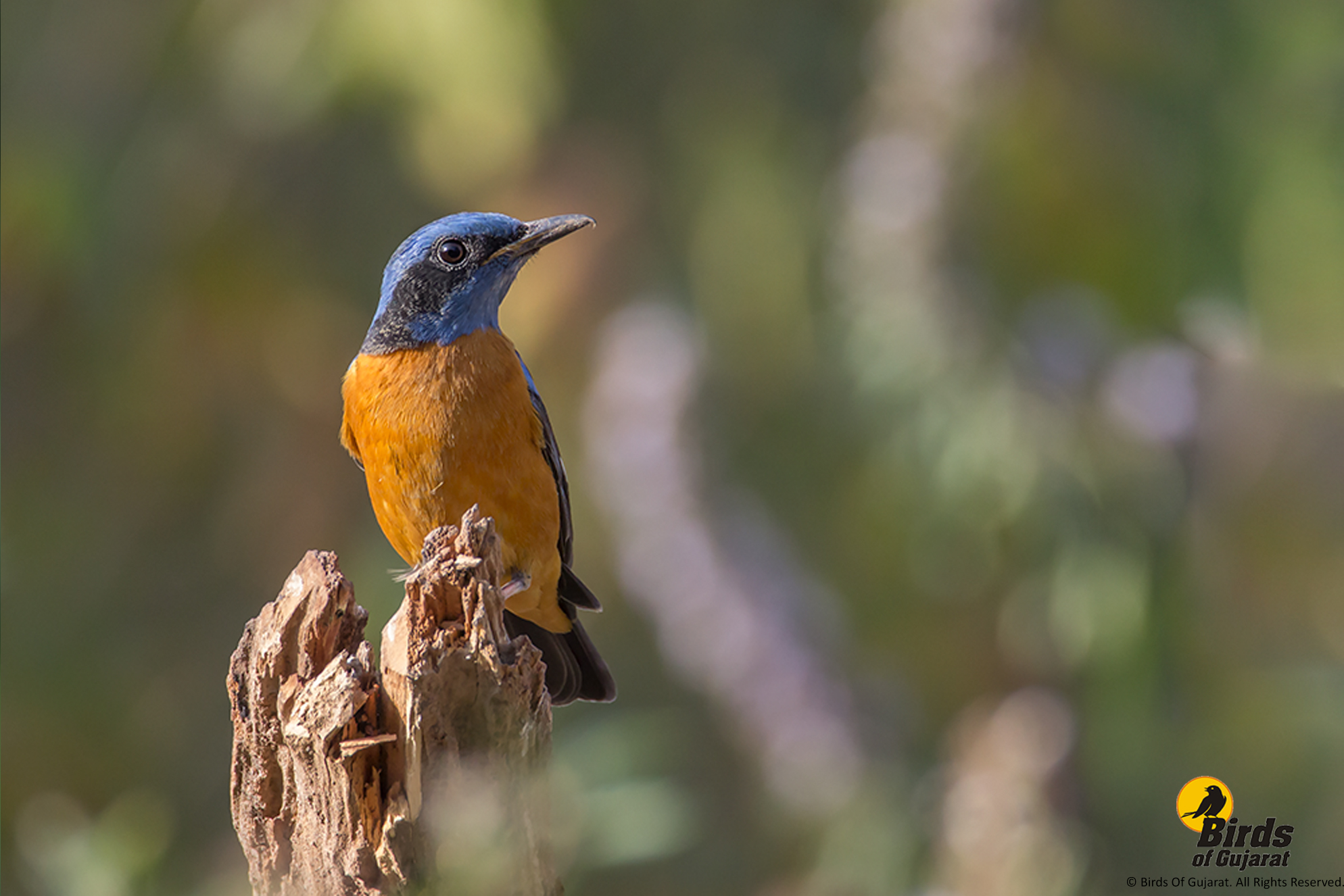 Blue-capped Rock-thrush