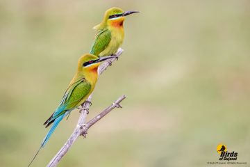 Blue-tailed Bee-eater