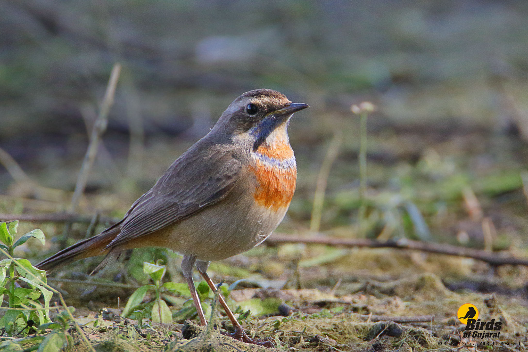 Bluethroat