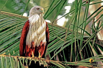 Brahminy Kite