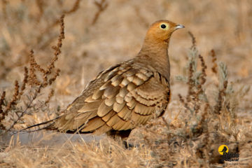 Chestnut-bellied Sandgrouse