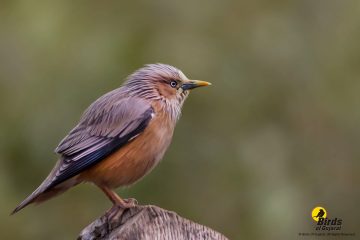 Chestnut-tailed Starling