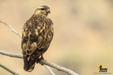 Common Buzzard