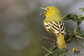 Common Iora