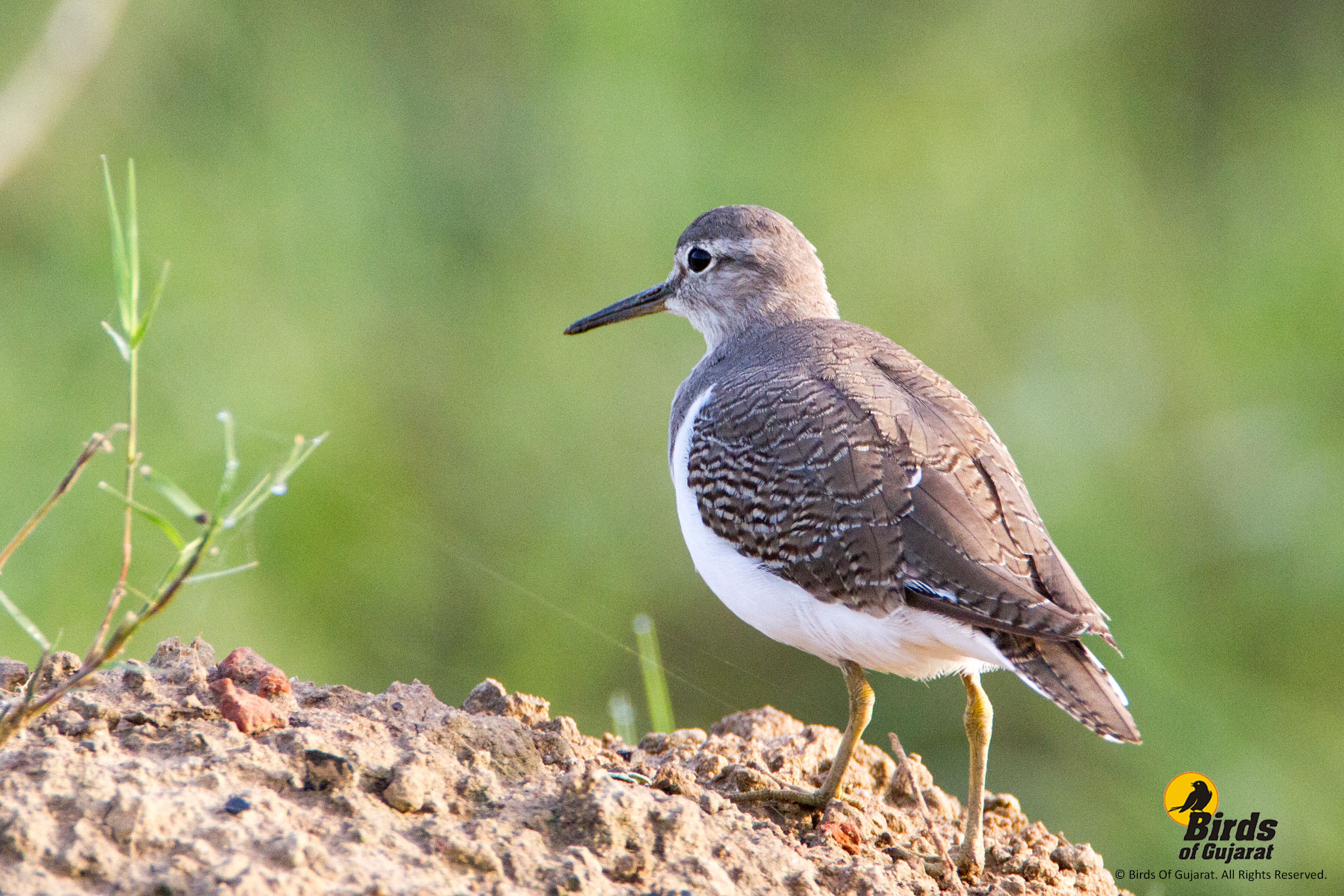 Common Sandpiper