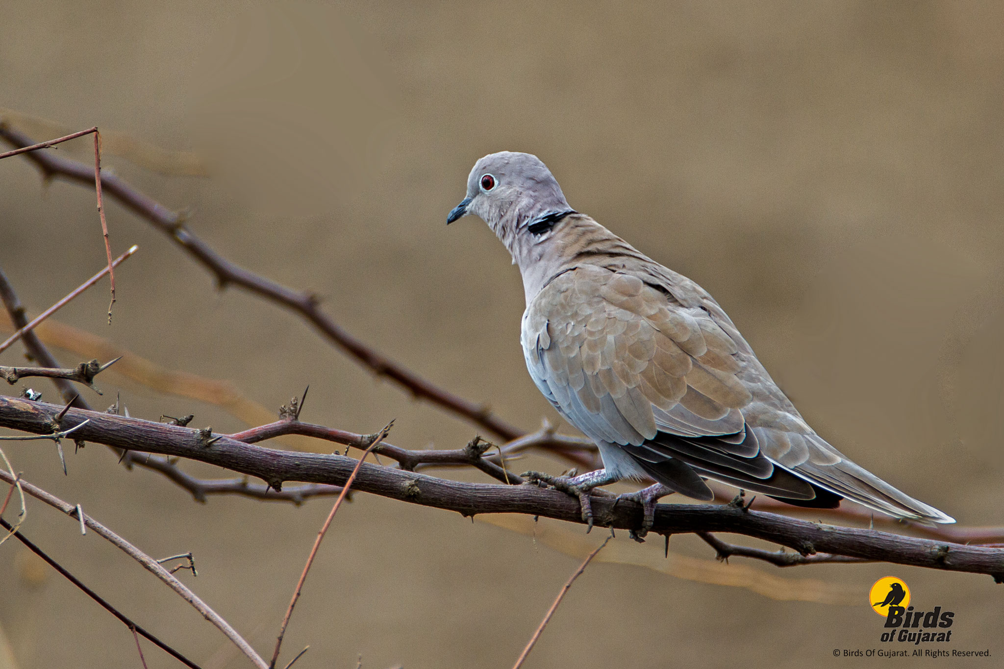 Eurasian Collared Dove