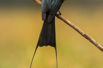 Greater Racket-tailed Drongo