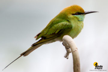 Green Bee-eater